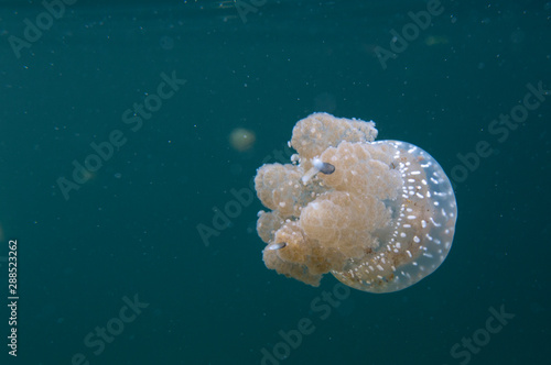 A jellyfish close up picture in Togian islands
