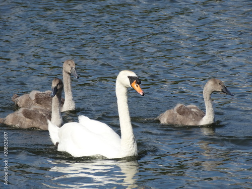 Swan and Cygnets