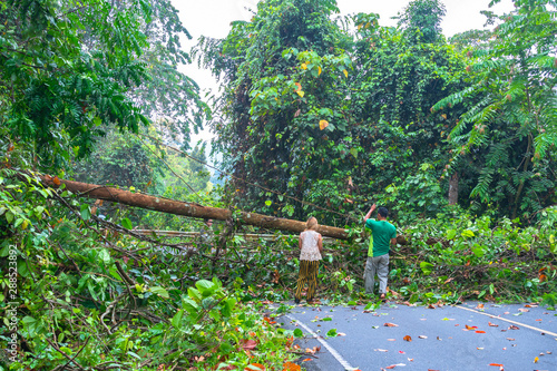 The fallen tree closed the road traffic.Forest officials helped each other to remove trees from the road. photo