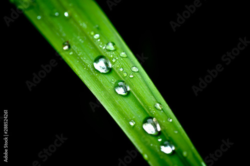 dew on green grass in the black background
