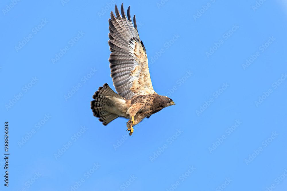 Obraz premium hawk in flight