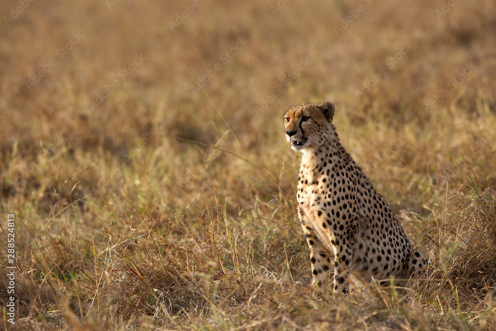Cheetah after hunting a Thomson's Gazelle at Masai Mara, Kenya Cheetah after hunting a Thomson's Gazelle at Masai Mara, Kenya
