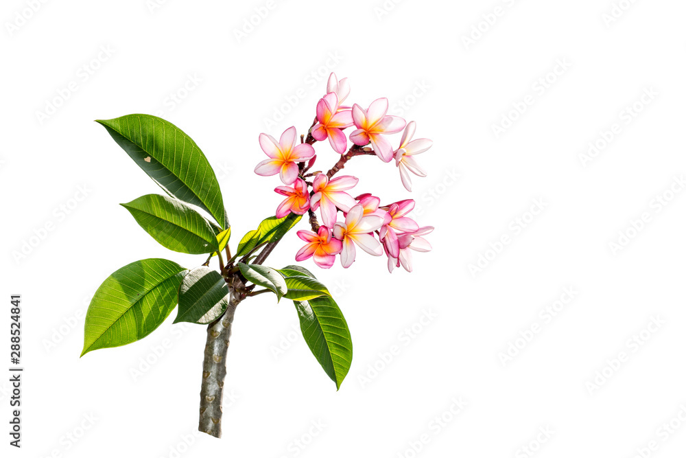 Plumeria Frangipani silk flowers Silk plumeria frangipani flowers isolated on white with copy space. Plumeria Frangipani silk flowers Silk plumeria frangipani flowers isolated on white with copy space.