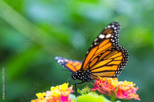 The monarch butterfly or simply monarch (Danaus plexippus) on the flower garden. © Sodel Vladyslav