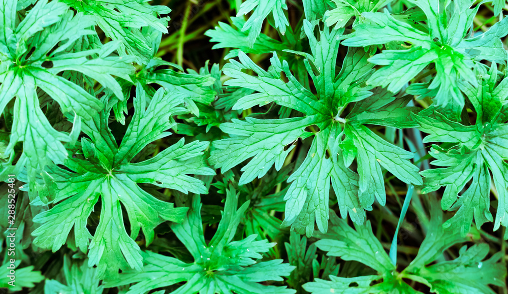 Green foliage background. Green foliage background.