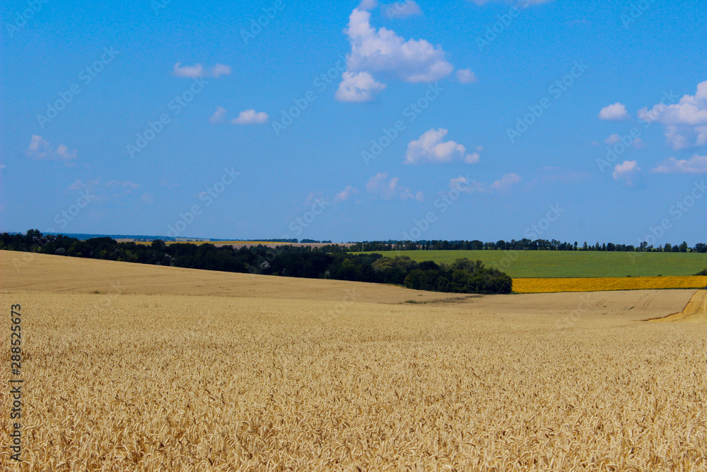 Beautiful nature background. Wheat field and blue sky background. Wonderful landscape. Beautiful nature background. Wheat field and blue sky background. Wonderful landscape.