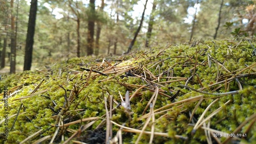 tree in forest