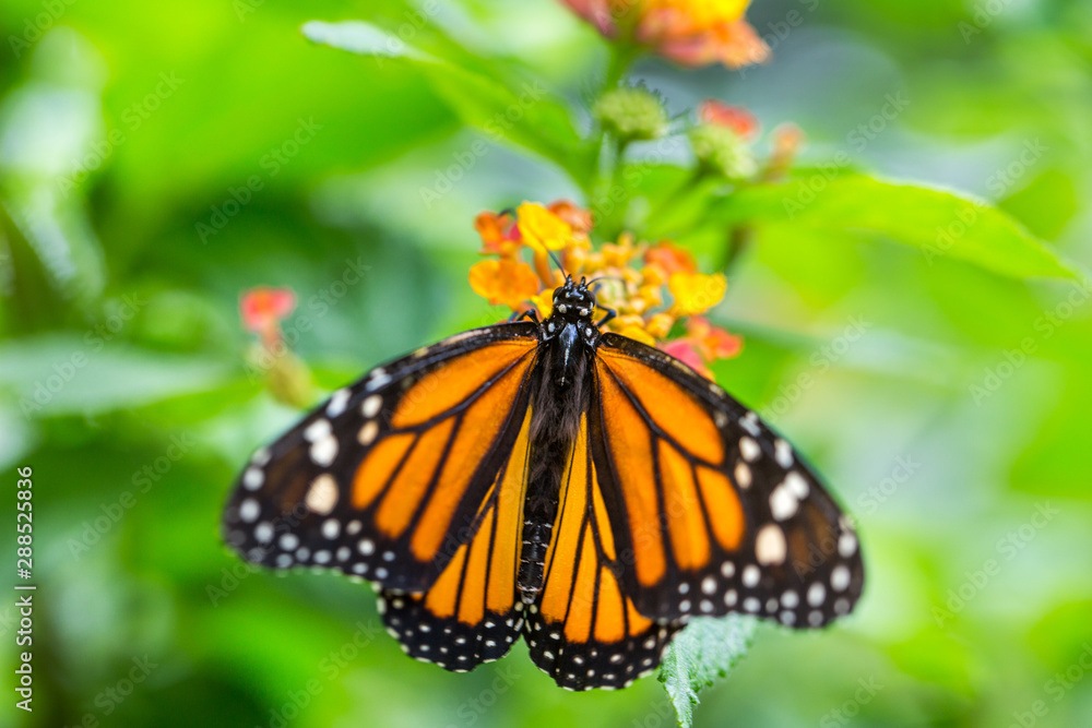 The monarch butterfly or simply monarch (Danaus plexippus) on the flower garden. The monarch butterfly or simply monarch (Danaus plexippus) on the flower garden.