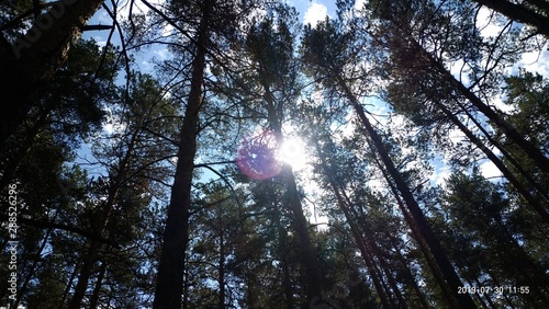 sun in forest