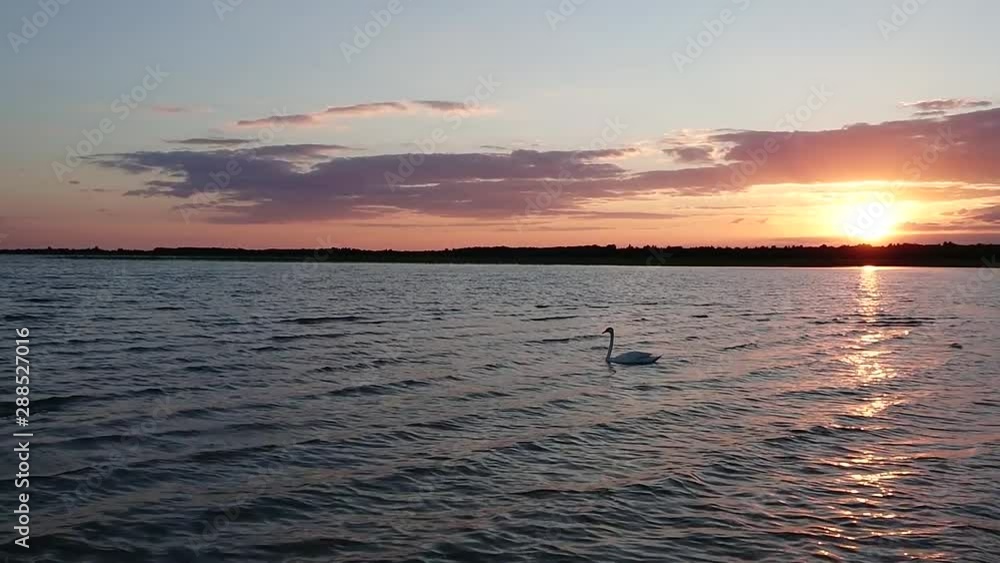 Swan swims at sunset with dramatic clouds over the lake Swan swims at sunset with dramatic clouds over the lake