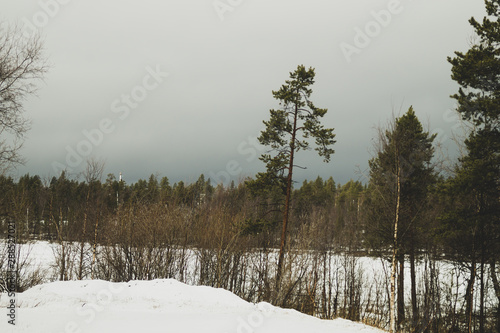 Winter forest. snow landscape with plants and trees