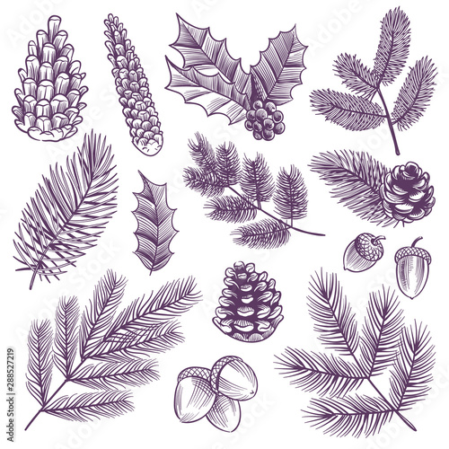 Sketch xmas branch set. Retro christmas holly and evergreen spruce pine, fir leaves with winter pine cones vector illustration