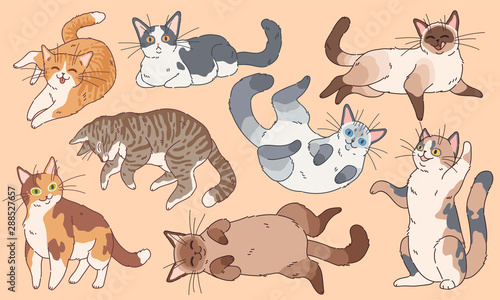 Canvas Print Cute cats