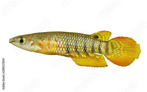 Werner Killifish Aquarium Fish Aplocheilus werneri 