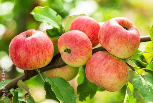 branch of ripe apples on a tree