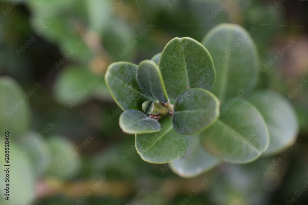 nature nature