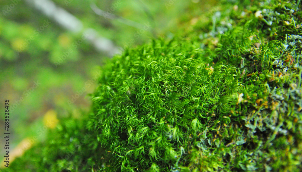 moss on a fallen tree
