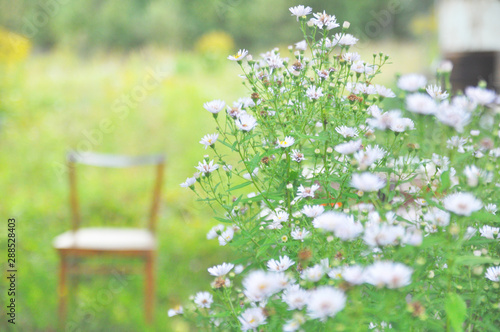 photo in an abandoned garden