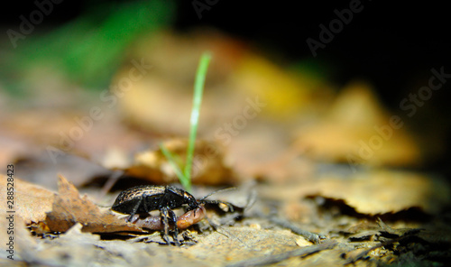 bug and its prey - a worm