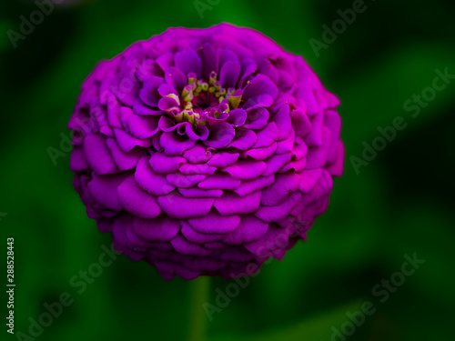 Blumen