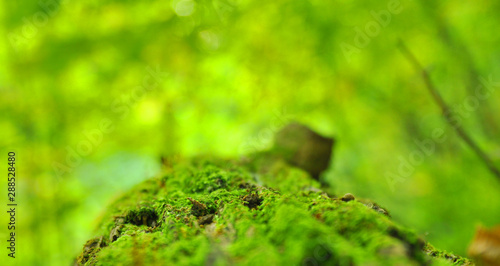 moss on a fallen tree