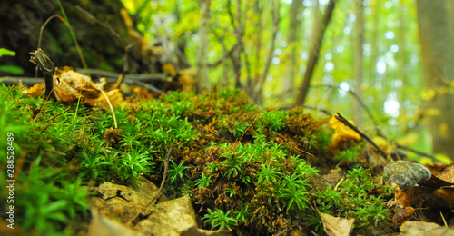 moss on a forest