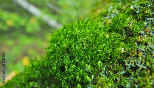moss on a fallen tree