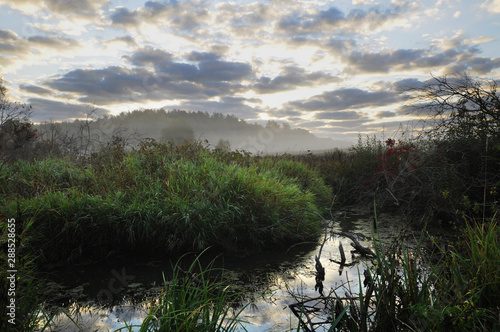 foggy morning in the wild