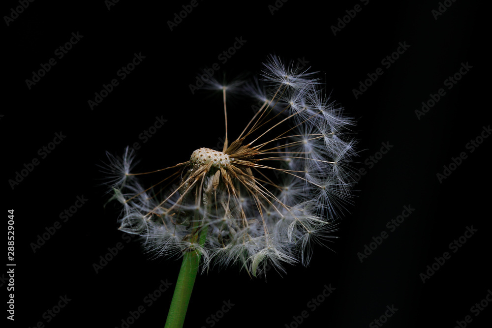 Fototapeta premium Blumen