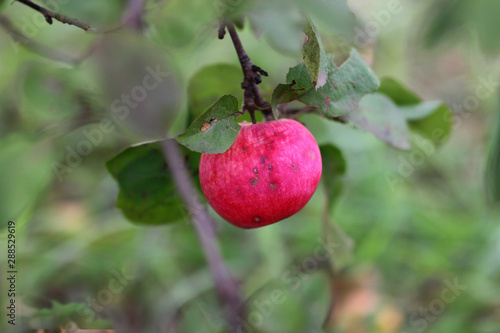 a lonely apple on autumn tree on background of blurred leaves