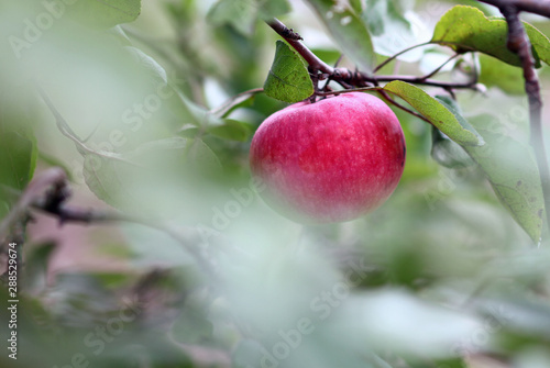 red ripe apple hanging on a branch on a blurred background of leaves