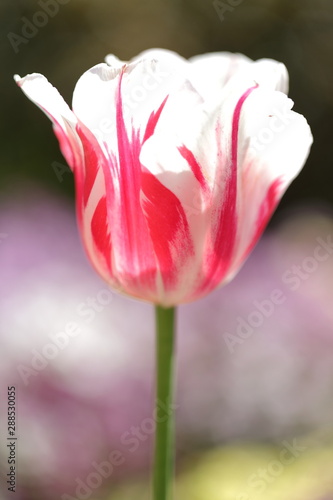 Many ways the tulips bloom in different colors and different settings photo