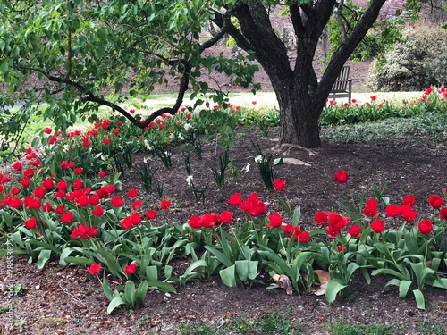 Many ways the tulips bloom in different colors and different settings photo