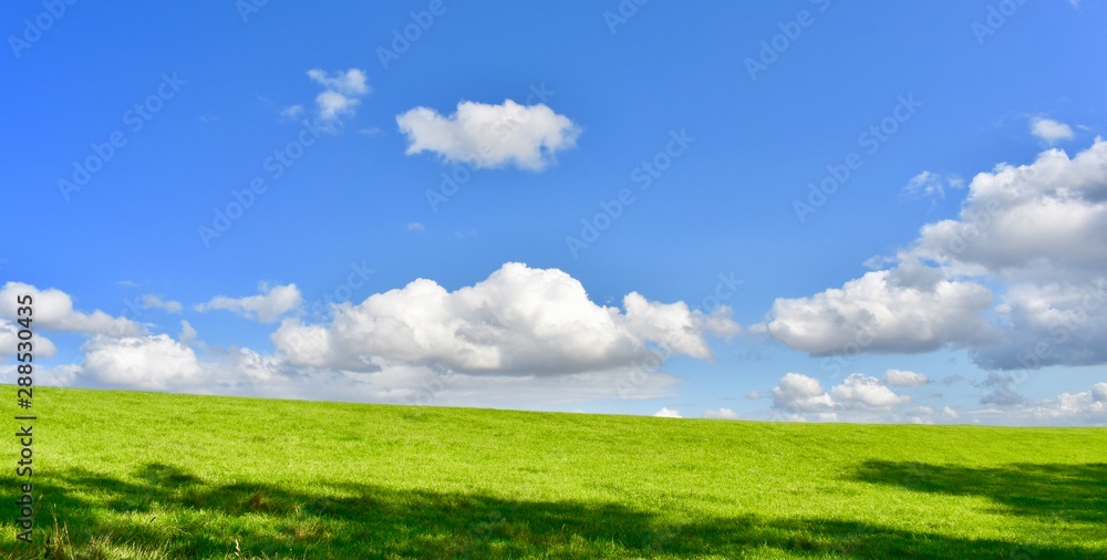 Fototapeta premium green field and blue sky