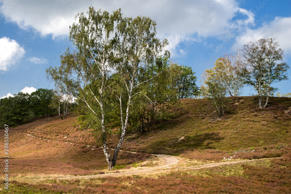 Fototapeta premium Trockental der Fischbeker Heide in Hamburg - Neugraben