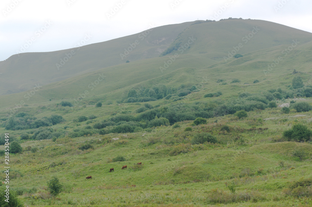 Green lawn grass hill landscape in the caucasus mountains near kislowodsk Green lawn grass hill landscape in the caucasus mountains near kislowodsk