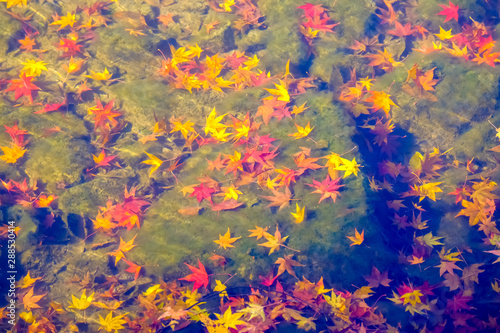 Colorful autumn in South Korea. © Panwasin
