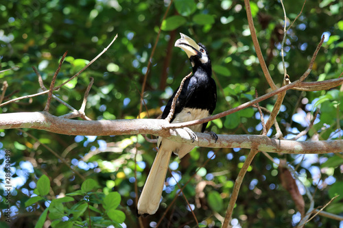 great hornbill (Buceros bicornis) - Borneo Sabah Malaysia Asia © Christian