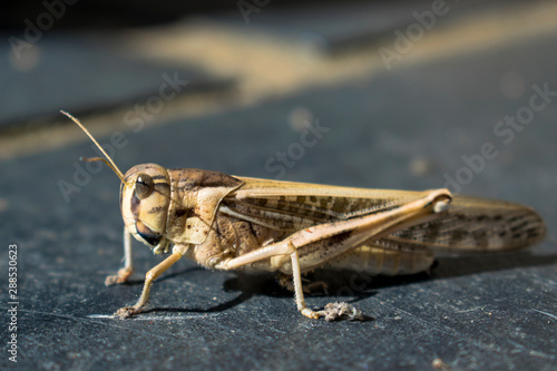 Grasshopper © julian