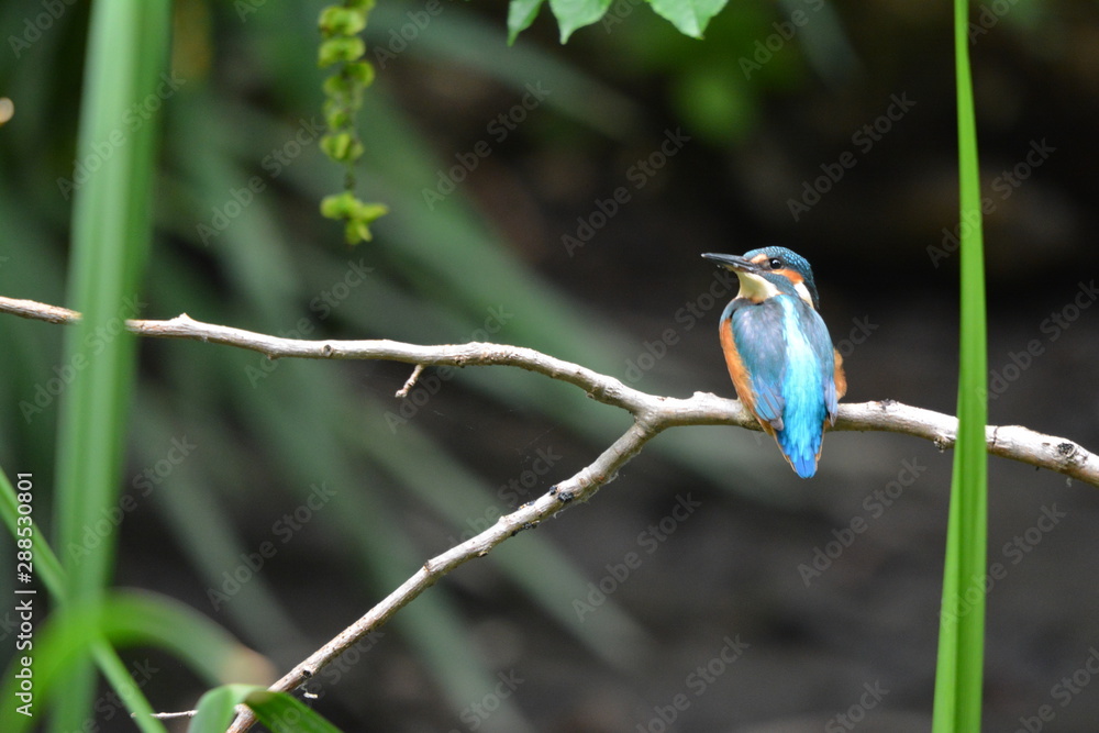 Obraz premium zimorodek