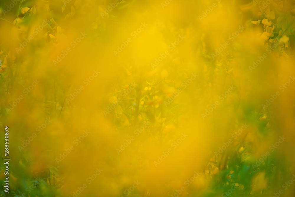 Blur and abstrct of Crotalaria Juncea or sunn hemp in Phutthamonthon,Nakhorn prathom