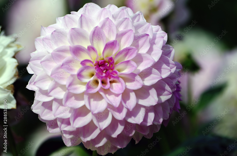 Close up of a dahlia blossom in a flower garden Close up of a dahlia blossom in a flower garden