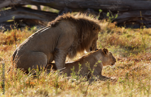 A pair of lion mating at Masai Mara, Kenya