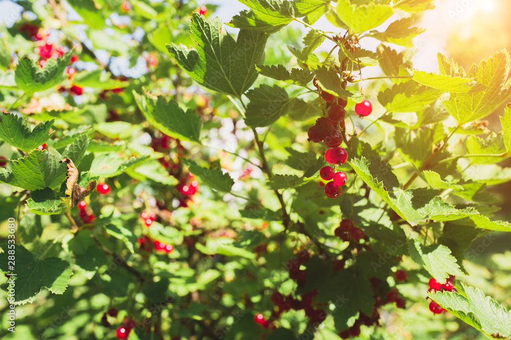 Green bush with bright red berries in the summer in the garden Green bush with bright red berries in the summer in the garden