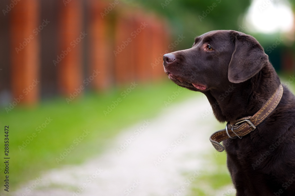 portrait of a brown labrador against the background of a summer landscape in the village