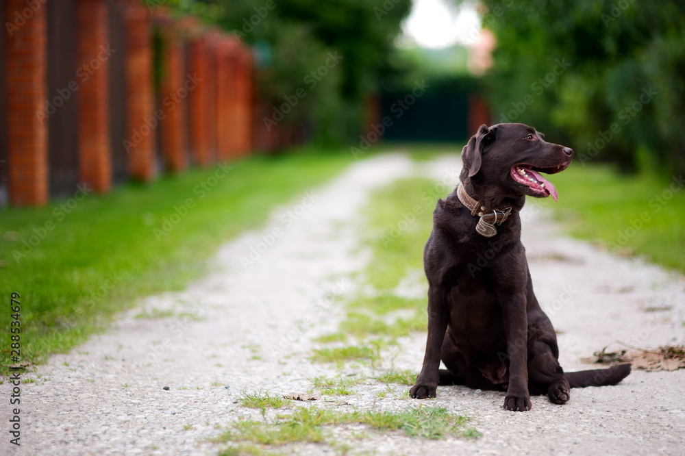 brown labrador retriever sits by a country road and looks at the camera brown labrador retriever sits by a country road and looks at the camera