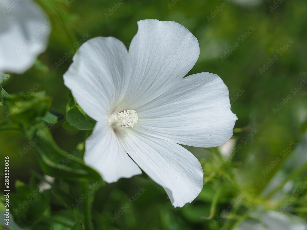 Beautiful white Lavatera flower in a summer garden Beautiful white Lavatera flower in a summer garden