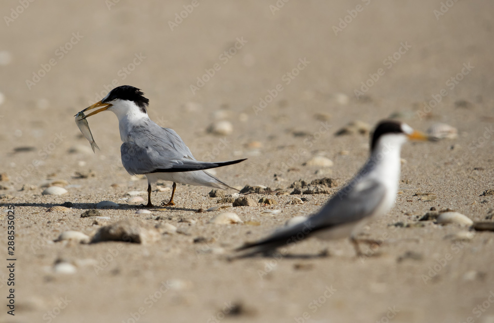 Saunders tern with a fish at Busaiteen coast, Bahrain Saunders tern with a fish at Busaiteen coast, Bahrain