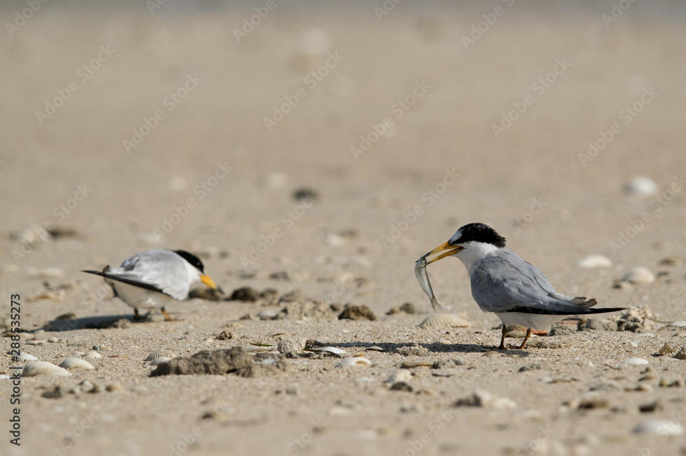 Saunders tern with a fish at Busaiteen coast, Bahrain Saunders tern with a fish at Busaiteen coast, Bahrain