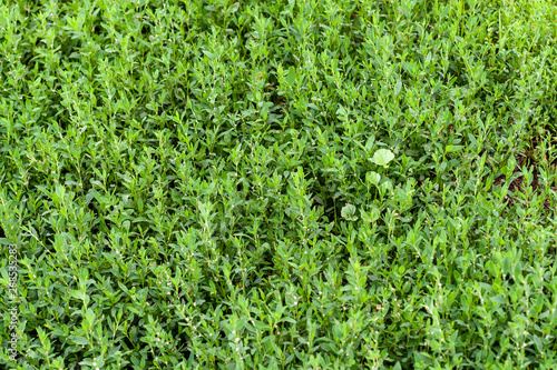 Foliage of Polygonum aviculare as a botanical background or pattern